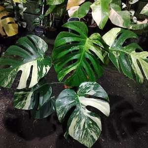 以下が含まれることがあります： 大きな切れ込みのある葉を持つ、斑入りのモンステラ植物のクローズアップ。葉は濃い緑色とクリーム色の白い模様の混合を示しています。植物は豊かで活気に満ちており、葉には水滴が見えます。
