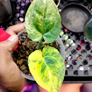 May include: A close-up of a potted plant with two heart-shaped leaves. The top leaf is green with white and light green variegation. The bottom leaf is yellow with green variegation. The plant is in a clear plastic pot.