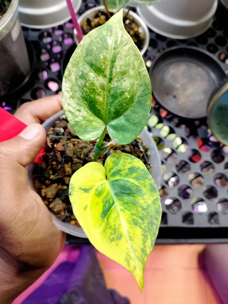 May include: A close-up of a potted plant with two heart-shaped leaves. The top leaf is green with white and light green variegation. The bottom leaf is yellow with green variegation. The plant is in a clear plastic pot.