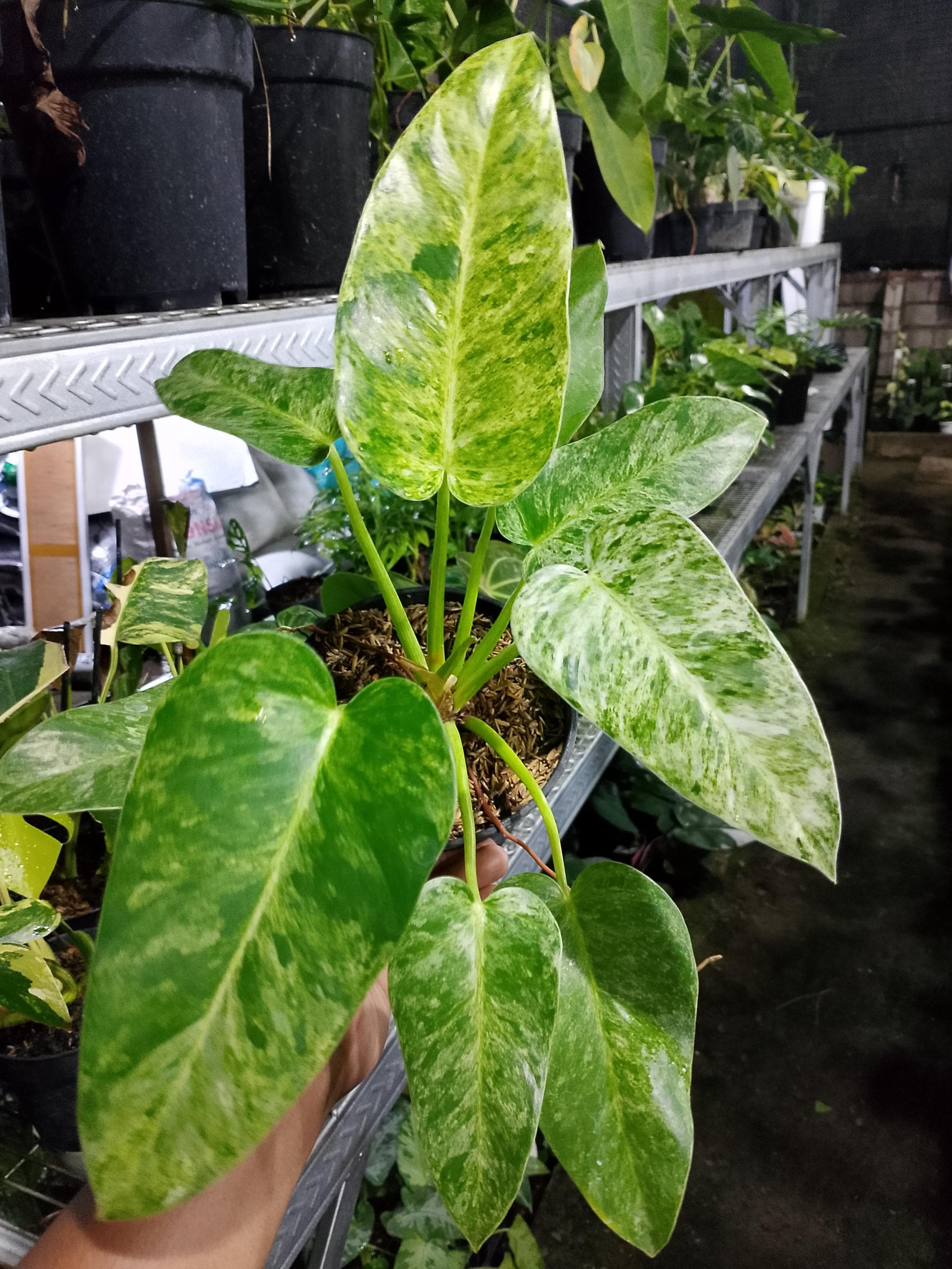 超希少❗️フィロデンドロン　ツィーディー　アヌムギガンテウム✨ Variegated philodendron giganteum - Etsy 日本