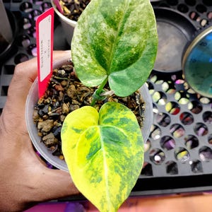 May include: A potted plant with large, variegated leaves in shades of green and yellow. The leaves have a unique pattern. A red tag reads "Black Venom x Michelle". The plant is in a clear plastic pot.