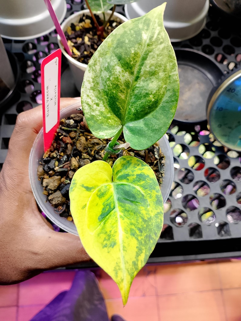 May include: A potted plant with large, variegated leaves in shades of green and yellow. The leaves have a unique pattern. A red tag reads "Black Venom x Michelle". The plant is in a clear plastic pot.
