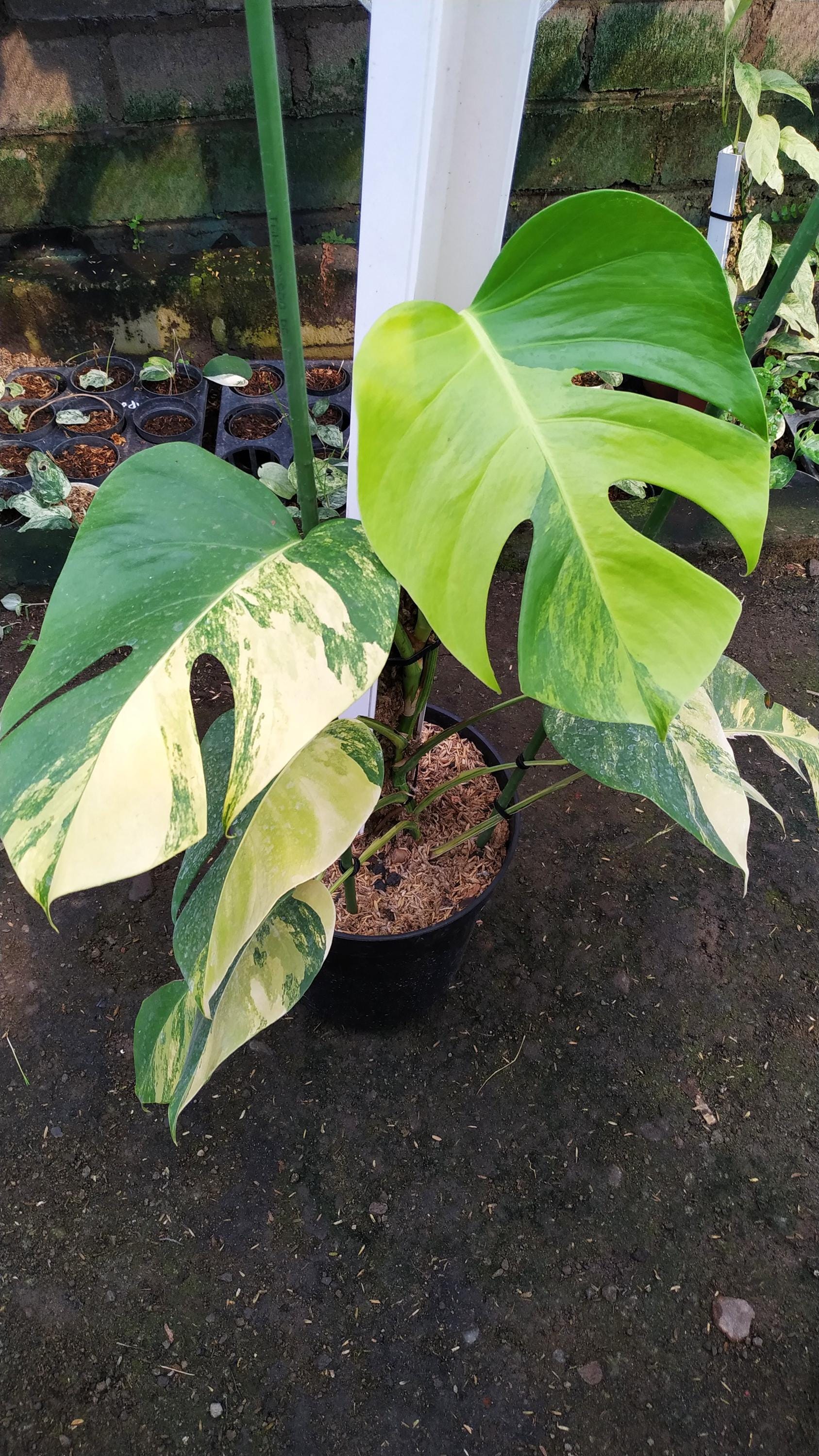 walking sansevieria Sansevieria pinguicula  Tropiflora