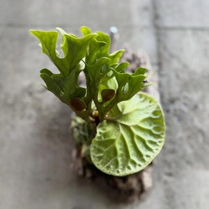 Platycerium Superbum Dwarf - Etsy
