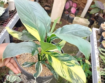 green and white pothos Pothos 'Albo Variegata'
