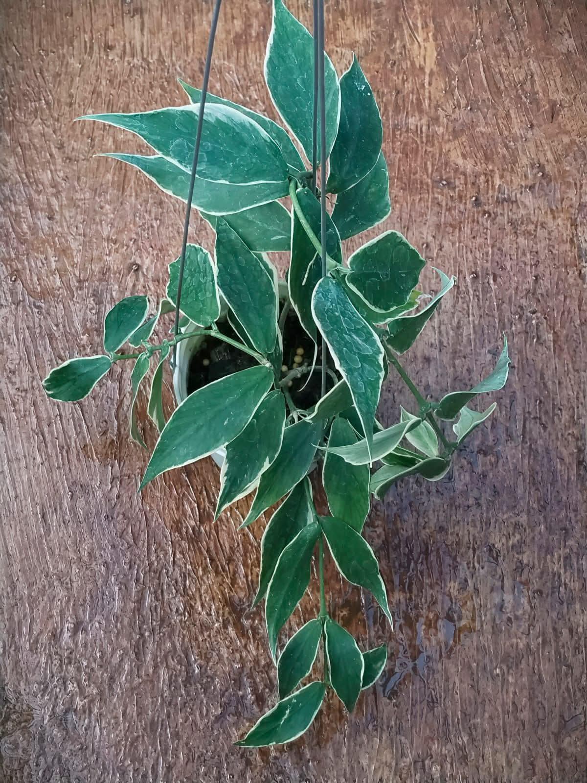 Hoya polyneura - Etsy 日本
