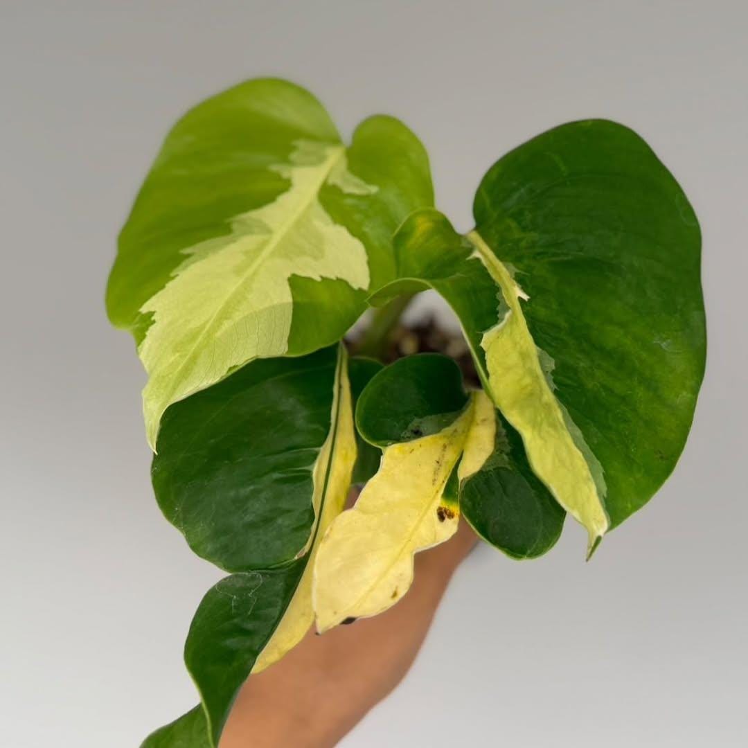 Monstera white lava - Etsy 日本