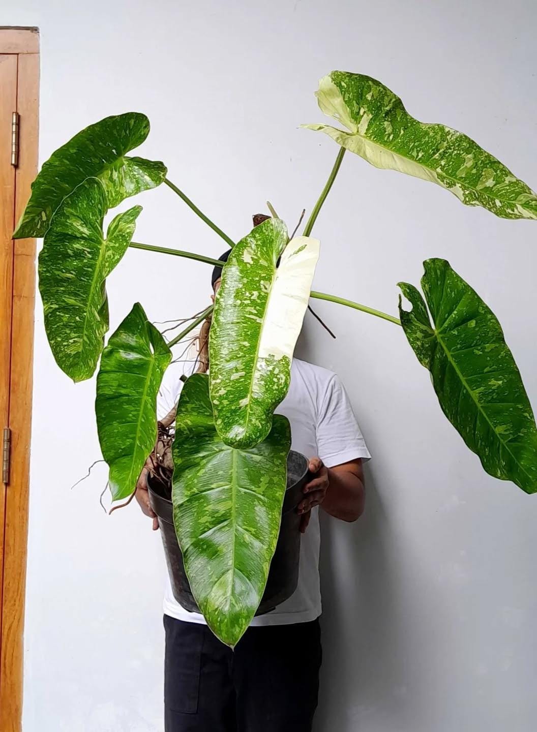 Philodendron Jose Buono Variegated Real Picture - Etsy