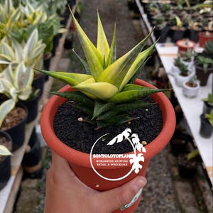 May include: A potted Sansevieria plant with vibrant yellow and green leaves. The plant is in a terracotta-colored pot filled with dark soil. The pot is held by a person. The image includes the text "SONTOLOYOPLAN WORLDWIDE SHIPPING RETAIL & WHOLESALE."