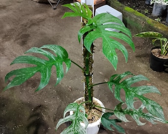 US Seller Monstera Devil Monster - Etsy