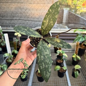 May include: A Hoya plant in a small plastic pot with four elongated, pointed leaves featuring a dark green base color and light green to yellow speckled variegation. The plant has a thin, brown stem and is held against a greenhouse background.