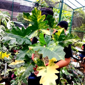 Philodendron Thaumatophyllum Java Beauty ICE  variegated large