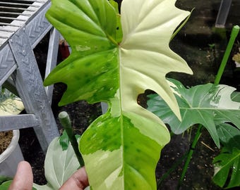 Real picture Philodendron Golden dragon variegated big size