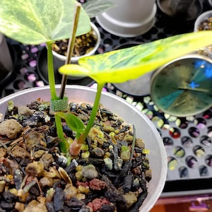 May include: A close-up of a small potted plant with variegated green and yellow leaves. The plant is in a clear plastic pot filled with soil and small rocks. Other plants and a thermometer are visible in the background.