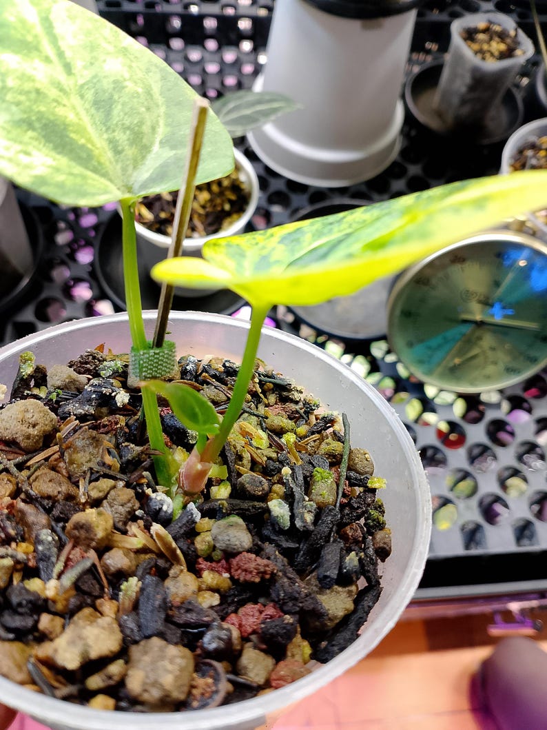 May include: A close-up of a small potted plant with variegated green and yellow leaves. The plant is in a clear plastic pot filled with soil and small rocks. Other plants and a thermometer are visible in the background.