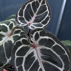 Real photo Anthurium king of Spades Red Tiger