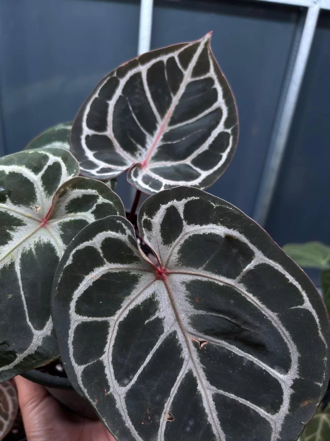Anthurium Red Tiger - Etsy