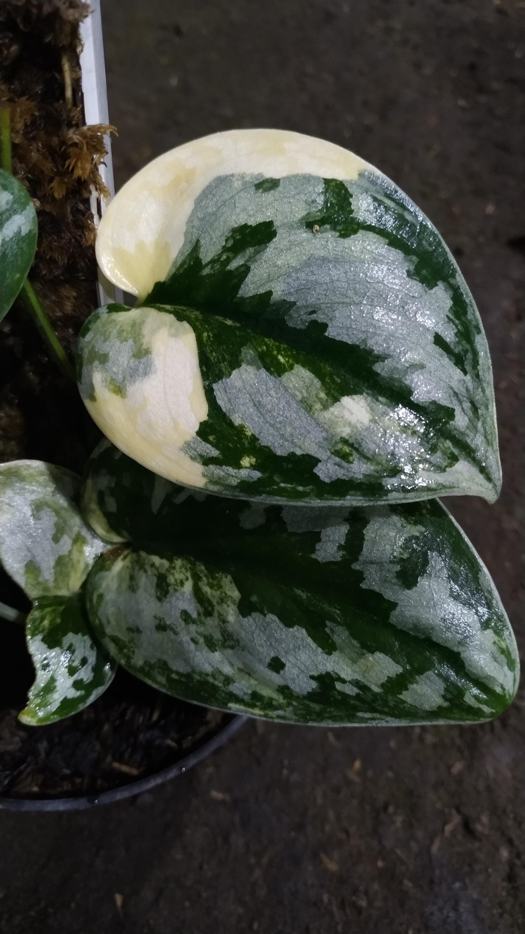 (December⭐︎)スキンダプサス バクダパティp1 ダークフォーム スキンダプサス バクダパティ Scindapsus bakudapati - メルカリ