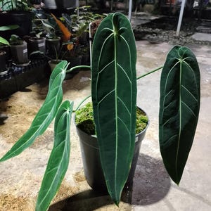 May include: A potted Anthurium clarinervium plant with large, dark green leaves and prominent white veins. The plant is in a black pot, surrounded by other plants in a nursery setting. The leaves have a velvety texture.