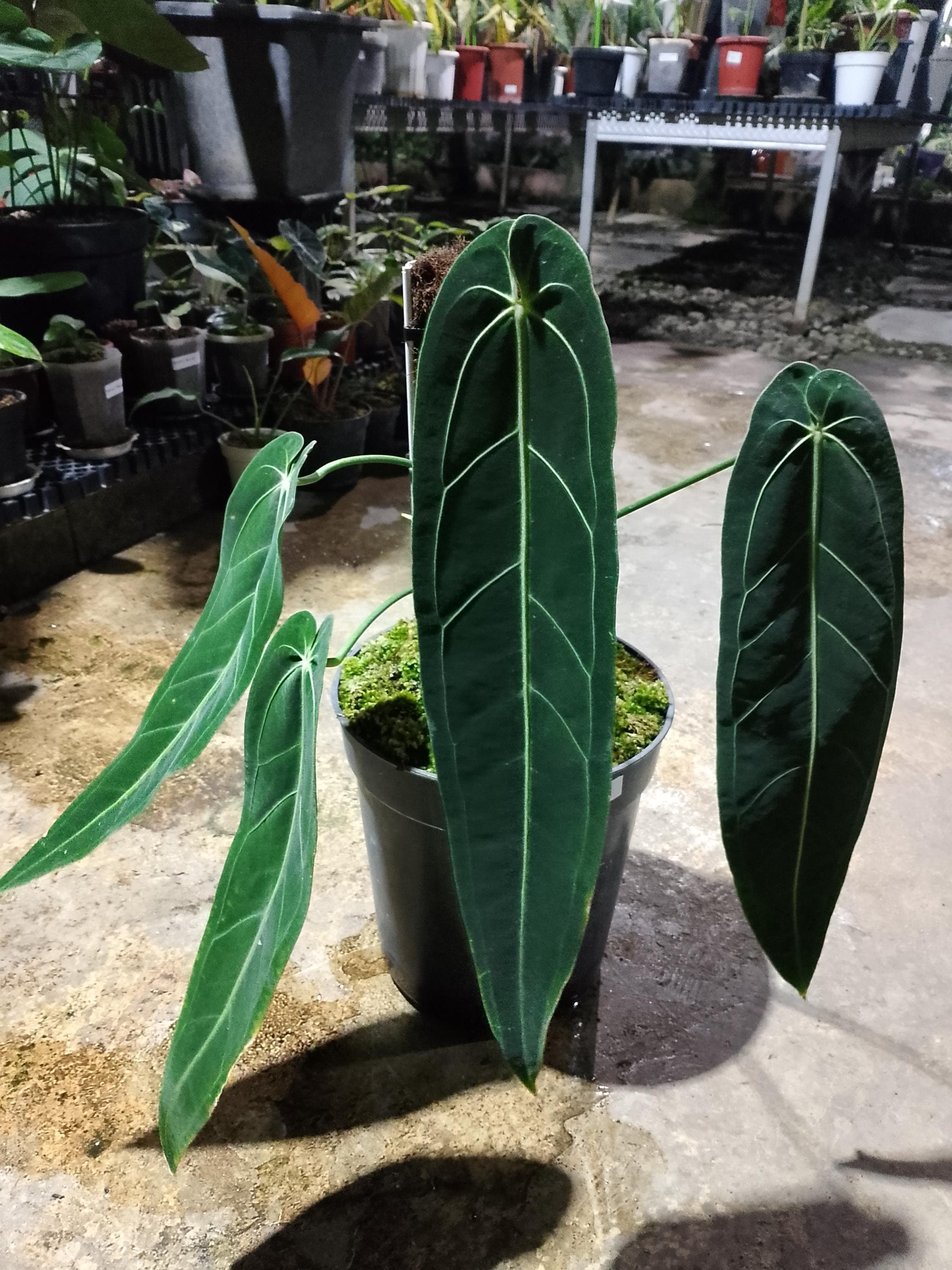 Anthurium Warocqueanum Dark Form - Etsy