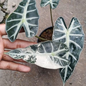 May include: Close-up of an Alocasia plant with large, dark green leaves featuring prominent white veining. One leaf is held in a hand, showcasing its unique white and green variegation. The plant is in a black pot, set against a neutral background.