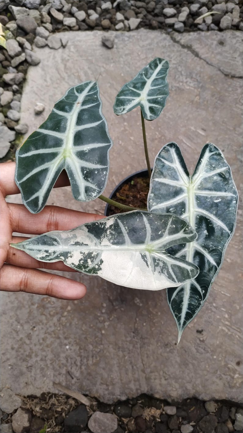 May include: Close-up of an Alocasia plant with large, dark green leaves featuring prominent white veining. One leaf is held in a hand, showcasing its unique white and green variegation. The plant is in a black pot, set against a neutral background.