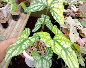 Alocasia Cercestis Mirabilis variegated real Picture