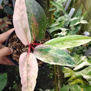 Anthurium Hookeri Pink - Etsy
