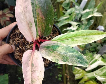 Anthurium Hookeri Pink Salmon varigata