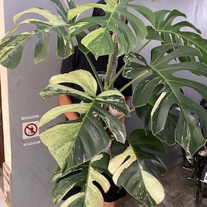 May include: A large Monstera plant with variegated leaves. The leaves are a mix of dark green and creamy white, with the characteristic split leaf pattern. The plant is held upright by a support. The plant is a popular houseplant.