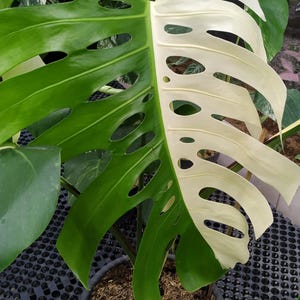 May include: Close-up of a variegated Monstera plant. One large leaf is split down the middle, with one side a vibrant green and the other a creamy white. The leaf has several oval-shaped holes. The plant is in a dark pot.