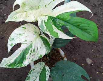 Epipremnum marble variegated real picture