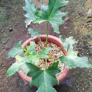 Può includere: Una pianta di Philodendron in vaso di terracotta, con grandi foglie lobate, verde scuro e un motivo variegato. Il vaso è appoggiato su terra, ricoperta di trucioli di legno. Le foglie della pianta hanno una forma distintiva.