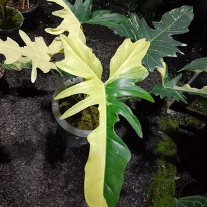 May include: A set of three ceramic canisters with lids, featuring a geometric pattern in shades of blue, white, and gray. The canisters vary in size, with the largest approximately 8 inches tall.