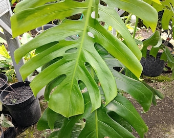 Monstera King en la hoja verde belleza Tamaño grande
