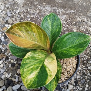 May include: A potted plant with large, variegated leaves. The leaves display a mix of green, yellow, and brown hues. The plant is in a black pot filled with soil and mulch, set against a background of small rocks.