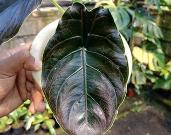 Alocasia azlanii red Mambo real Picture