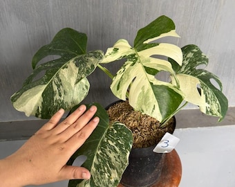 モンステラ ホワイトタイガー 斑入り希少植物 - Etsy 日本