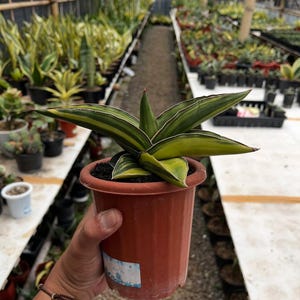 May include: A potted snake plant with green and yellow striped leaves. The plant is in a brown plastic pot and is being held in a person's hand. The background shows a greenhouse filled with other plants.