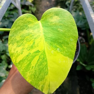 monstera deliciosa 'thai constellation' Grower's Choice* Monstera deliciosa 