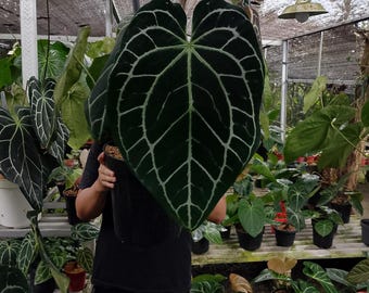 Real photo Anthurium Dark Magnificum X Crystallinum Verry Big size