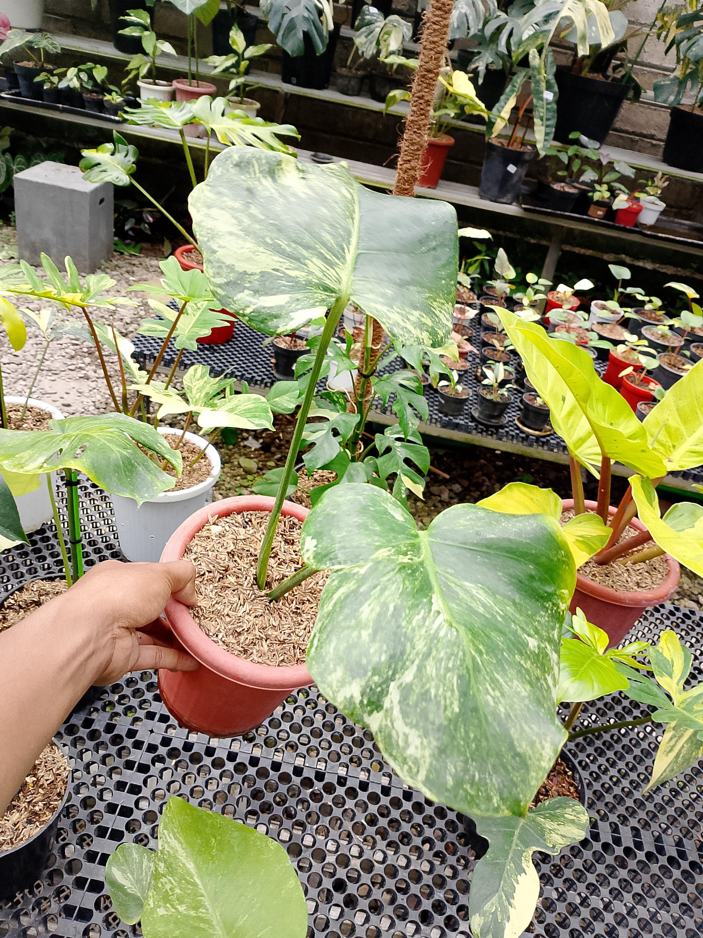 Monstera Oceana - Etsy