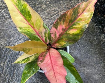 Anthurium hookeri pink salmon variegated