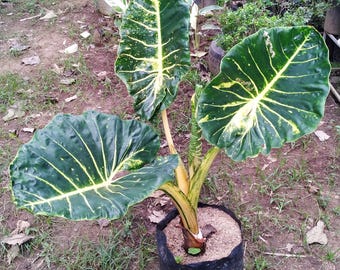 Alocasia golden variegated aurea large