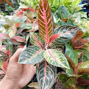 Aglonema pred of sumatra
