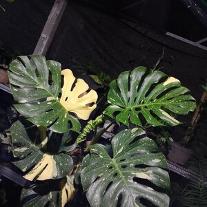May include: Close-up of a Monstera plant with large, green leaves speckled with white and patches of yellow. The leaves have distinctive splits and holes, creating a unique pattern. The plant is set against a dark background.