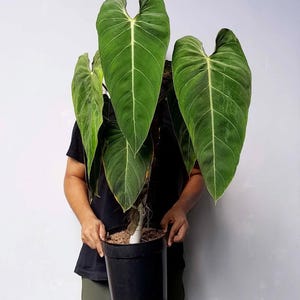 strelitzia plant Bird of Paradise White, Strelitzia Nicolai main image 1