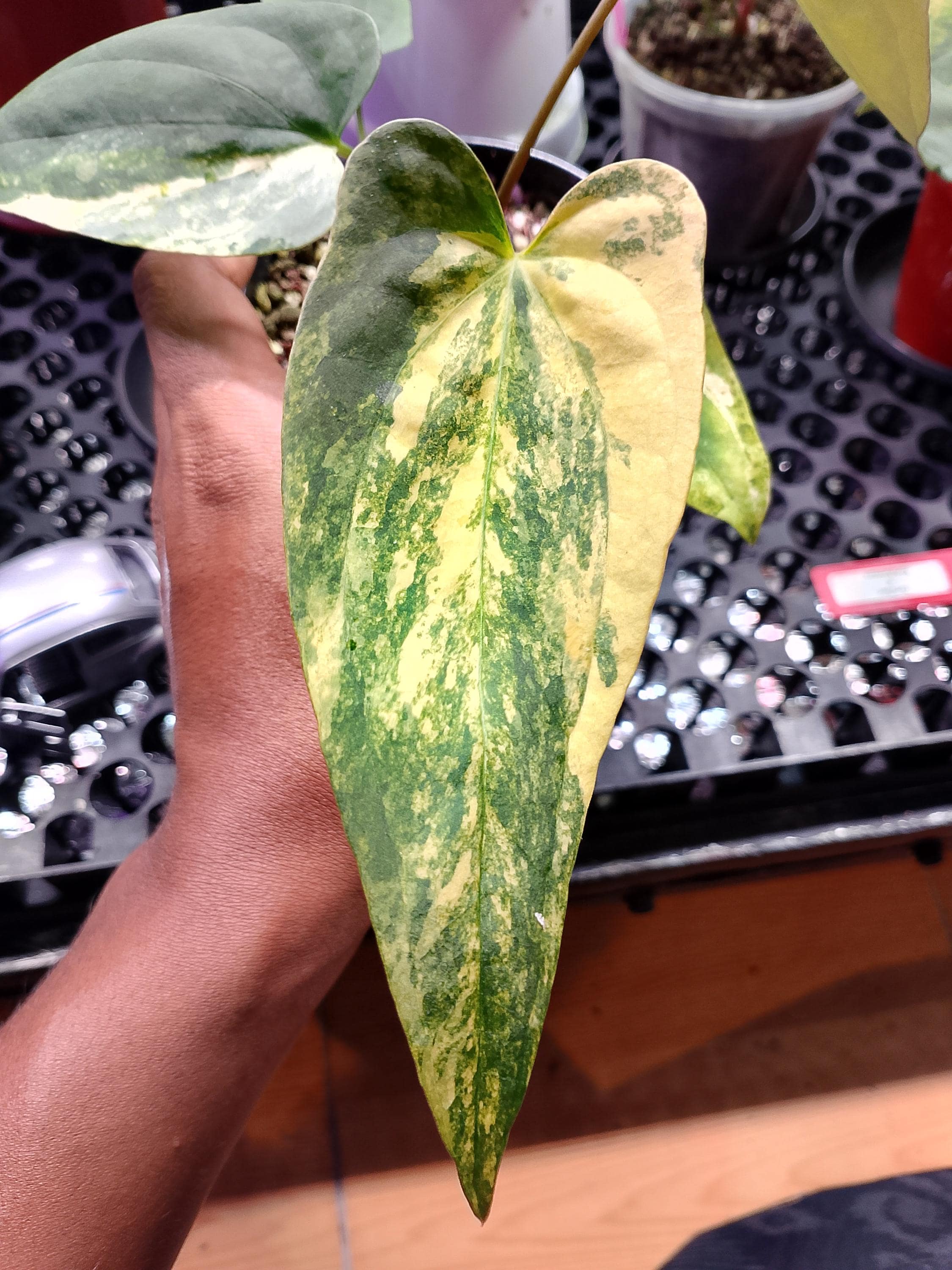 Anthurium fort sherman - Etsy 日本