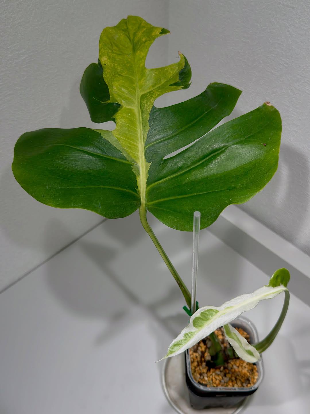 Monstera white lava - Etsy 日本