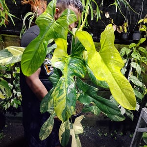 May include: A large, potted plant with vibrant green and yellow variegated leaves. The plant has large, uniquely shaped leaves with a mix of colors. The plant is being held by a person, with other plants in the background.